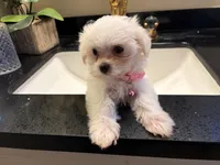 Juliet, a female Maltese for sale in Riverside, CA – 3 of 6