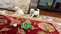 Romeo, a male Maltese for sale in Riverside, CA – 5 of 8