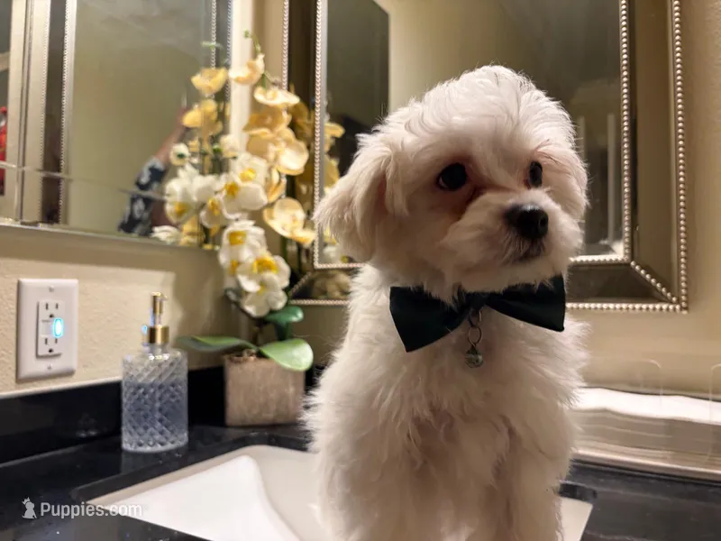 Bently  – Maltipoo puppy for sale in Riverside, CA