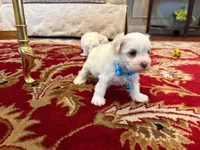 Romeo, a male Maltese for sale in Riverside, CA – 7 of 8