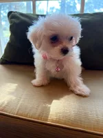 Juliet, a female Maltese for sale in Riverside, CA – 5 of 6