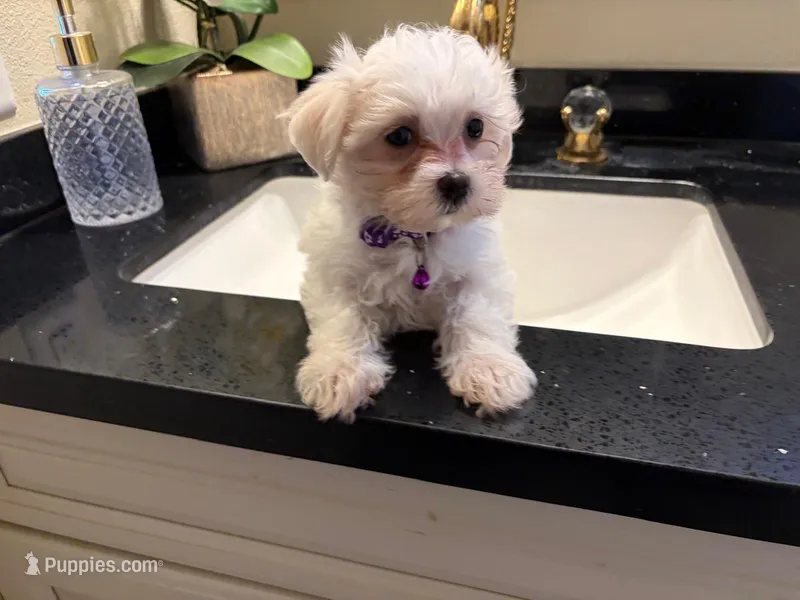 Dutches – Maltese puppy for sale in Riverside, CA