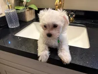 Romeo, a female Maltese for sale in Riverside, CA – 2 of 5