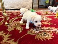 Dutches, a female Maltese for sale in Riverside, CA – 3 of 8
