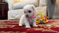 Dutches, a female Maltese for sale in Riverside, CA – 1 of 8