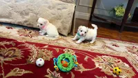 Dutches, a female Maltese for sale in Riverside, CA – 2 of 8