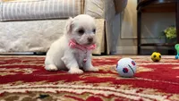 Dutches, a female Maltese for sale in Riverside, CA – 6 of 8