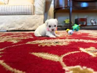 Juliet, a female Maltese for sale in Riverside, CA – 3 of 9