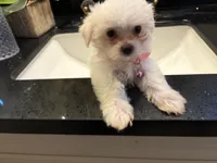 Juliet, a female Maltese for sale in Riverside, CA – 1 of 6