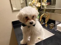 Bently , a male Maltipoo for sale in Riverside, CA – Photo 3 of 4