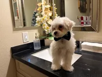 Bently , a male Maltipoo for sale in Riverside, CA – Photo 4 of 4