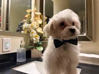 Bently , a male Maltipoo for sale in Riverside, CA – Photo 2 of 4