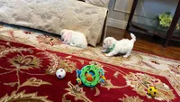 Romeo, a male Maltese for sale in Riverside, CA – 8 of 8