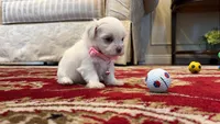 Romeo, a male Maltese for sale in Riverside, CA – 3 of 8