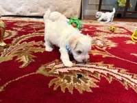 Dutches, a female Maltese for sale in Riverside, CA – 8 of 8