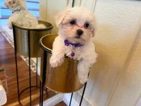 Dutches, a female Maltese for sale in Riverside, CA – 2 of 2