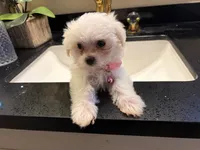 Juliet, a female Maltese for sale in Riverside, CA – 2 of 6