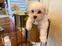 Romeo, a female Maltese for sale in Riverside, CA – 3 of 5