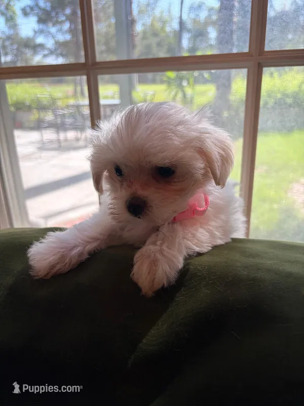 Juliet – Maltese puppy for sale in Riverside, CA