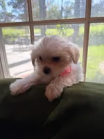 Juliet, a female Maltese for sale in Riverside, CA – 6 of 6