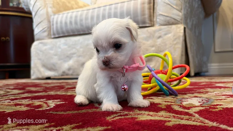 Romeo – Maltese puppy for sale in Riverside, CA