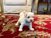 Juliet, a female Maltese for sale in Riverside, CA – 4 of 9