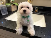 Romeo, a female Maltese for sale in Riverside, CA – 5 of 5