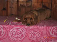 Miss Yellow, a female Golden Retriever for sale in Mikado, MI – Photo 3 of 10