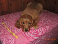 Miss Yellow, a female Golden Retriever for sale in Mikado, MI – Photo 4 of 10