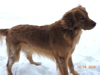 Miss Yellow, a female Golden Retriever for sale in Mikado, MI – Photo 10 of 10