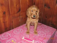 Miss Yellow, a female Golden Retriever for sale in Mikado, MI – Photo 2 of 10
