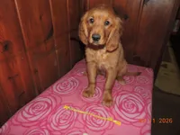 Miss Yellow, a female Golden Retriever for sale in Mikado, MI – Photo 5 of 10