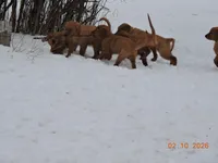 Miss Yellow, a female Golden Retriever for sale in Mikado, MI – Photo 7 of 10