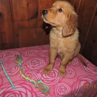 Miss Teal, a female Golden Retriever for sale in Mikado, MI – Photo 2 of 10