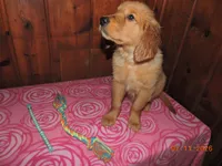 Miss Teal, a female Golden Retriever for sale in Mikado, MI – Photo 2 of 10