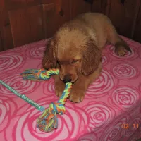 Miss Teal, a female Golden Retriever for sale in Mikado, MI – Photo 5 of 10