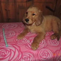 Miss Teal, a female Golden Retriever for sale in Mikado, MI – Photo 3 of 10