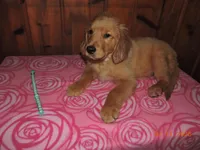 Miss Teal, a female Golden Retriever for sale in Mikado, MI – Photo 3 of 10