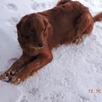 Miss Teal, a female Golden Retriever for sale in Mikado, MI – Photo 9 of 10