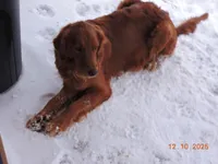Miss Teal, a female Golden Retriever for sale in Mikado, MI – Photo 9 of 10