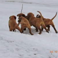 Miss Teal, a female Golden Retriever for sale in Mikado, MI – Photo 8 of 10