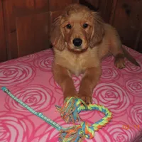 Miss Teal, a female Golden Retriever for sale in Mikado, MI – Photo 1 of 10