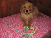 Miss Teal, a female Golden Retriever for sale in Mikado, MI – Photo 1 of 10