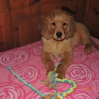 Miss Teal, a female Golden Retriever for sale in Mikado, MI – Photo 6 of 10