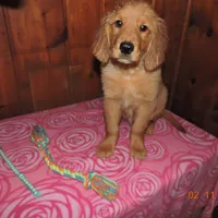 Miss Teal, a female Golden Retriever for sale in Mikado, MI – Photo 4 of 10