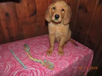 Miss Teal, a female Golden Retriever for sale in Mikado, MI – Photo 4 of 10