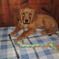 Mr. Black, a male Golden Retriever for sale in Mikado, MI – Photo 8 of 10