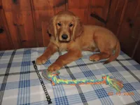 Mr. Black, a male Golden Retriever for sale in Mikado, MI – Photo 8 of 10