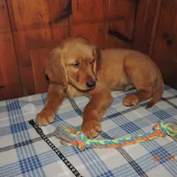 Mr. Black, a male Golden Retriever for sale in Mikado, MI – Photo 4 of 10