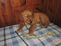 Mr. Black, a male Golden Retriever for sale in Mikado, MI – Photo 4 of 10